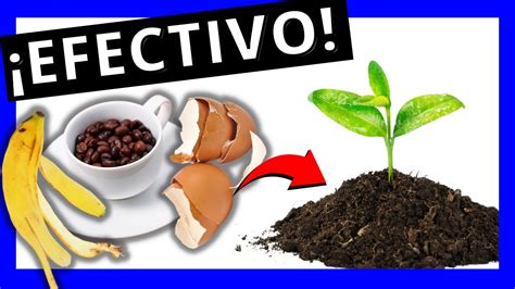 😱 Aprende Abono De Cascara De Platano Huevo Y Cafe 🍃 Youtube