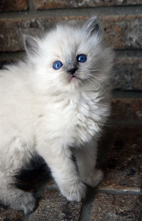 Blue Point Ragdoll Kitten with Blue Eyes