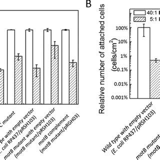 Attachment Of The Wild Type Strain And Its Mutants Of Motb Fima And