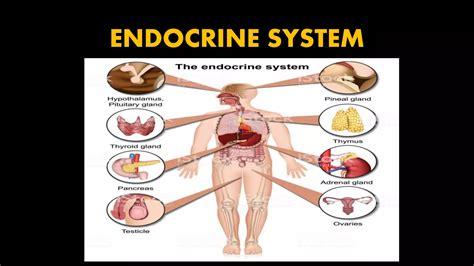 Anatomy of endocrine system | PPT