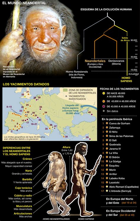 El Origen Del Ser Humano Homo Neanderthalensis