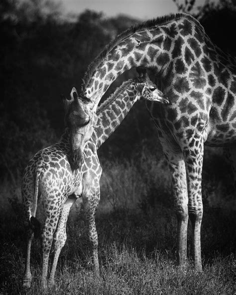 Giraffes In Love Black And White