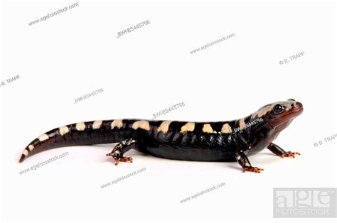 Ambystoma Opacum