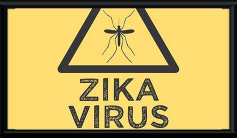 Zika Virus In India Blogg Buzz