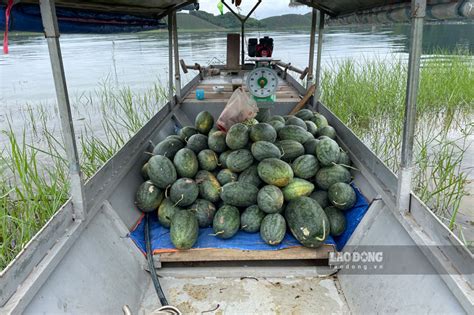 theo chan nong  thu hoach dua hau tren long ho thac ba