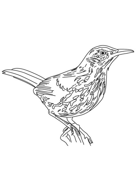 Free Long Billed Thrasher Coloring Page Coloring Page Printables Kidadl