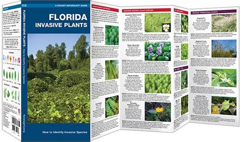 Florida Invasive Plants Pocket Guide