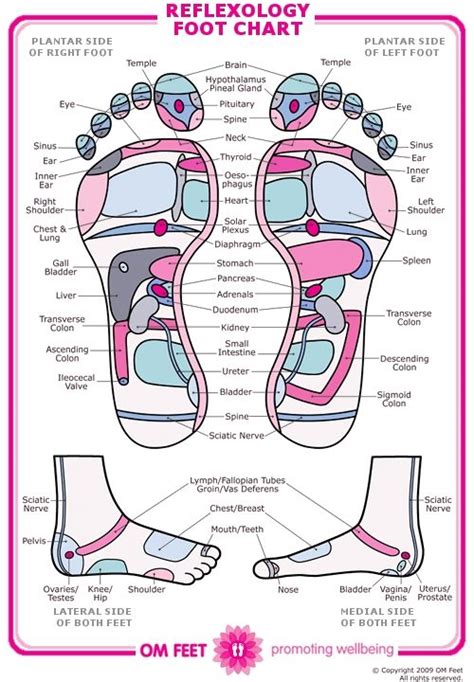 Foot Reflexology Chart Reflexologist Expert