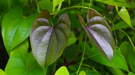 Dioscorea Cultivation Macroscopic Uses And More