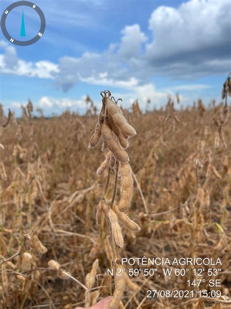 Datagro Estima Produ O De Mi De T De Soja Na Am Rica Do Sul Na