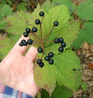 Black Berries of Maple-leaved Viburnum – wildeherb.com