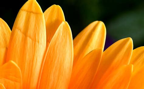 Bloemen Bloemblad Gele Achtergrond Gratis Achtergronden