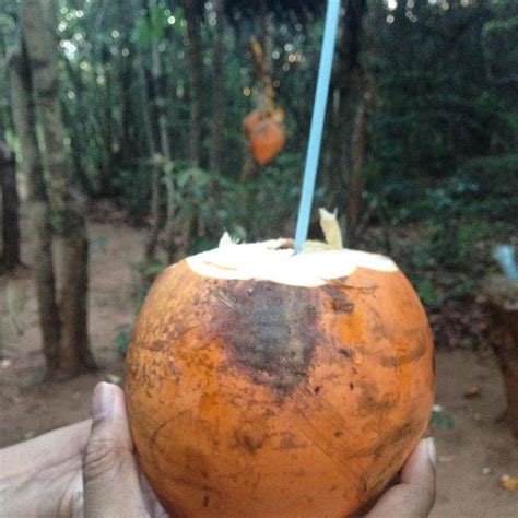 A Hand Holding An Orange In Front Of Trees And Dirt Ground With One