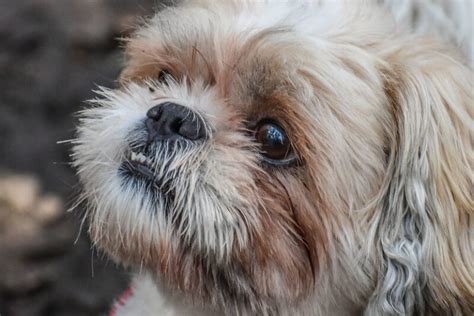 The 250 Most Popular Shih Tzu Dog Names Of 2020 The Dogman