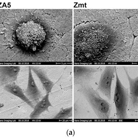 A MG 63 Cells On Differently Treated Zirconia Surfaces First Row