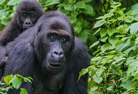 Lowland Gorilla Trekking And Hiking Mountains Kahuzi And Biega Safari