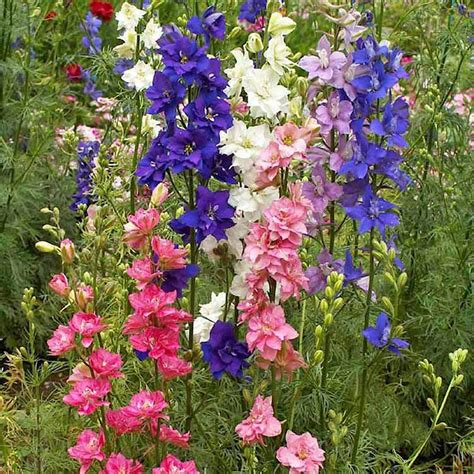 Delphinium Pink Passion