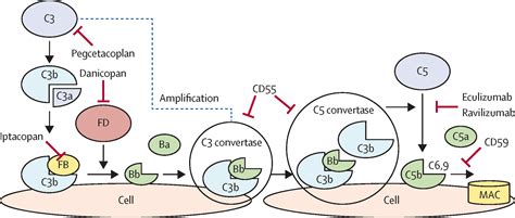 Factor B Inhibition For Paroxysmal Nocturnal Haemoglobinuria The