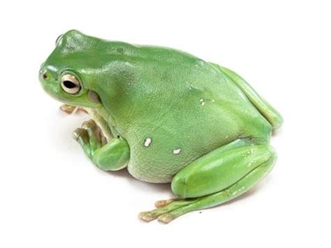 Australian White S Tree Frog Litoria Caerulea Captive Bred