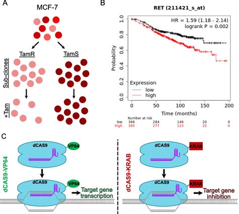 Crispr Dcas9 Provides The Ability To Alter Gene Transcription Download Scientific Diagram