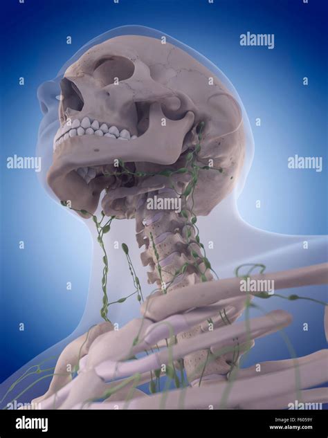 Ilustraci N M Dica Precisa Del Sistema Linf Tico El Cuello Fotograf A