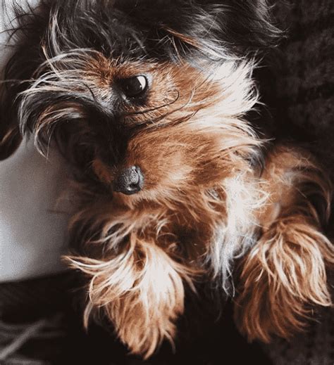 Dachshund Yorkie Mix The Ultimate Dorkie Guide