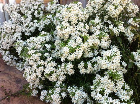 Choisya Ternata White Dazzler Groenblijvende Tuin Tuin Struiken