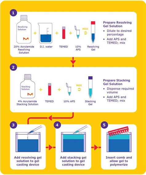 Bis Tris Polyacrylamide Gel Electrophoresis Technology