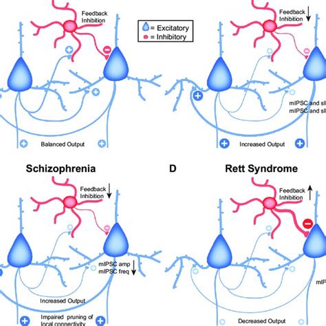 Cortical Circuit Connectivity And Excitation Inhibition Balance A