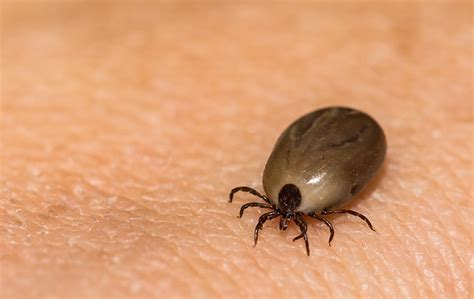 How To Identify Ticks FAQS About Ticks