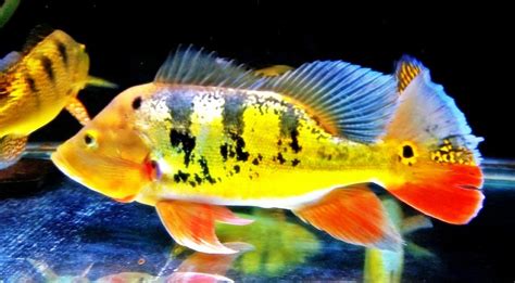 Peacock Bass Ikan Ikan Akuarium Gambar