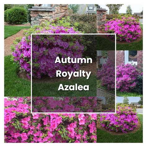 How To Grow Autumn Royalty Azalea Plant Care And Tips Norwichgardener