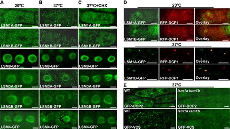 Subcellular Localization Of Arabidopsis Lsm Proteins Download