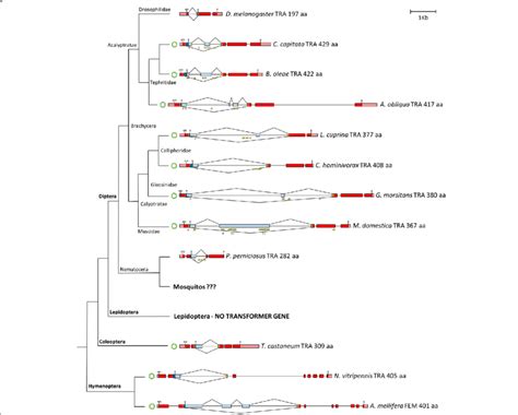 Phylogenetic Relationship Genomic Structure And Sex Specific Splicing Download Scientific