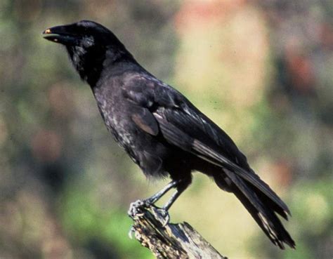 Hawaiian crow – EW – Endangered Animals