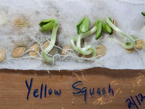 How To Germinate Flower Seeds In Paper Towels Hgtv