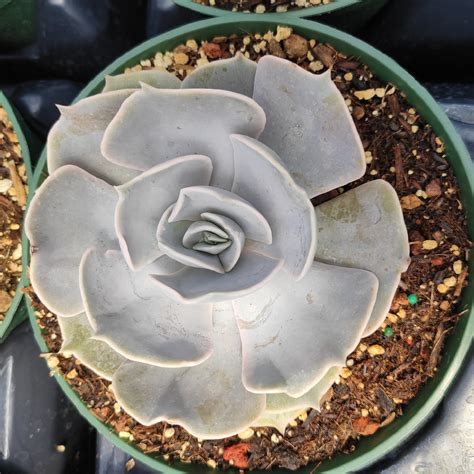 Echeveria Lilacina Ghost Echeveria Succulents Depot