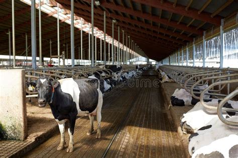 Manada De Vacas En Establo Del Establo En La Granja Lechera Imagen De