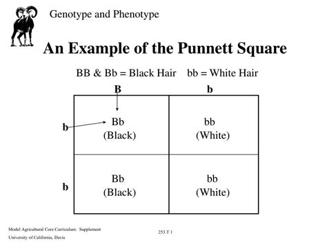 PPT - An Example of the Punnett Square PowerPoint Presentation, free ...