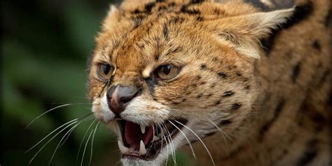 All About The Serval Wanyama Safaris