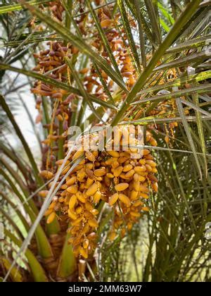 L Égypte cultive des dates depuis plus de 8 000 ans En tant que l une