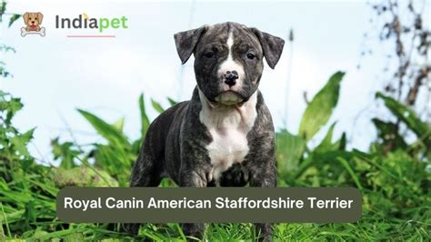 Royal Canin American Staffordshire Terrier 2024 India Pet