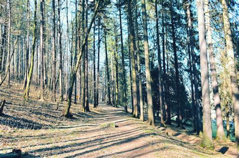 Premium Photo Panoramic Shot Of Pine Trees In Forest