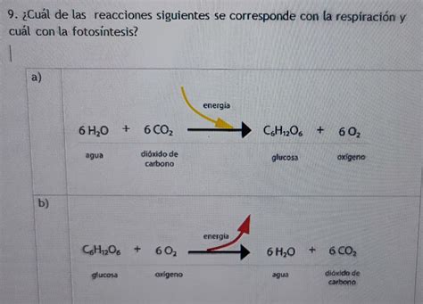 Cu L De Las Reacciones Siguientes Se Corresponde Con La Respiraci N Y