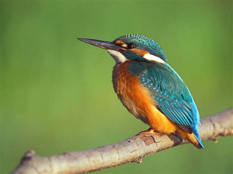 Listen to the birds: The Kingfisher Are Brightly Coloured Birds