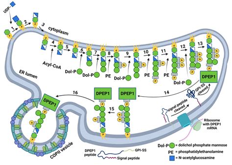 Emerging Connections Between Gpi Anchored Proteins And Their Extracellular Carriers In