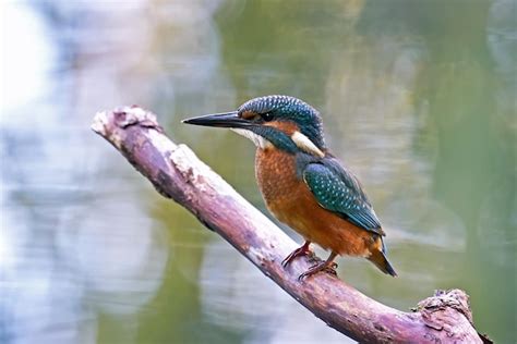 Premium Photo Common Kingfisher Alcedo Atthis