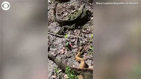 Cold Stunned Iguanas Fall Out Of Trees In Florida Youtube