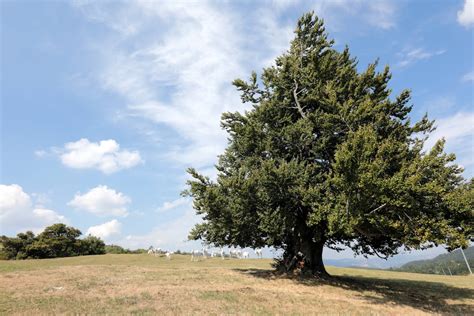 Alberi Monumentali Nuova Legge In Emilia Romagna Economia E Politica