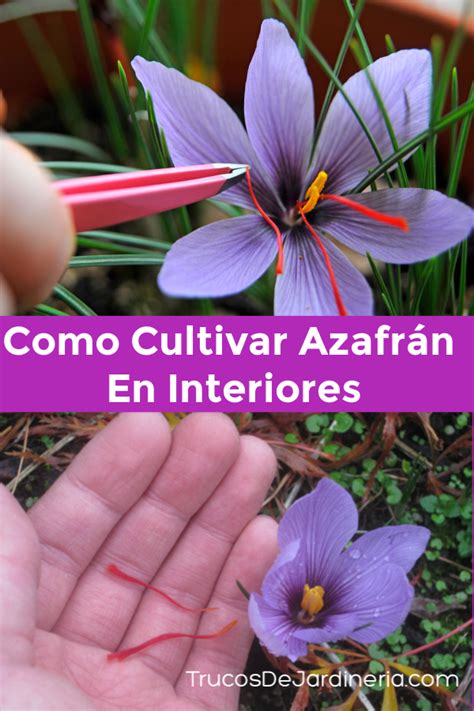 Como Cultivar Azafrán En Interiores Trucos De Jardineria